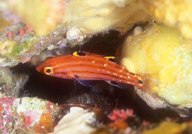 Bodianus leucostictus